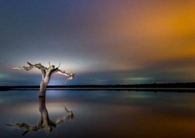 Fotografía nocturna de una encina muerta en un lago y el reflejo de la encina en el agua