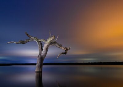Fotografía nocturna de una encina muerta en un lago