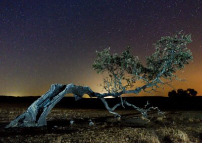 Fotografía nocturna en la dehesa extremeña con una encina tumbada pero viva