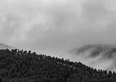 Fotografía de un bosque de coníferas con niebla, en las Hurdes Extremadura