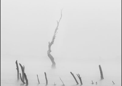Víctor Campano Fotografía - Un árbol bajo la espesa niebla del rio Guadiana en otoño