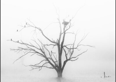 Víctor Campano Fotografía - Un árbol con un nido y pajaros posados, todo bajo la espesa niebla del rio Guadiana en otoño