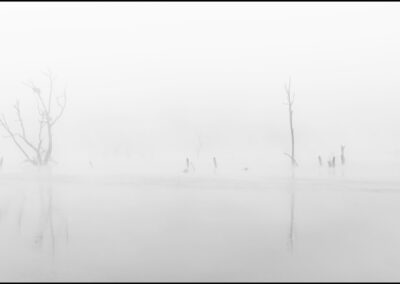 Víctor Campano Fotografía - Panoorámica de varios árboles en el agua bajo la espesa niebla del rio Guadiana en otoño