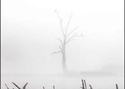 Víctor Campano Fotografía - Un árbol con un nido y pajaros posados, bajo la espesa niebla del rio Guadiana en otoño