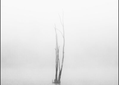 Víctor Campano Fotografía - Un árbol bajo la espesa niebla del rio Guadiana en otoño