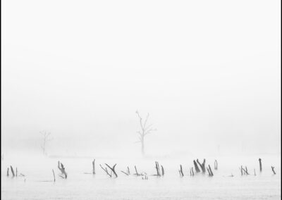Víctor Campano Fotografía - Un árbol con un nido y pajaros posados, bajo la espesa niebla del rio Guadiana en otoño