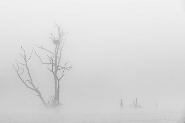 La mística del Río Guadiana bajo una densa niebla