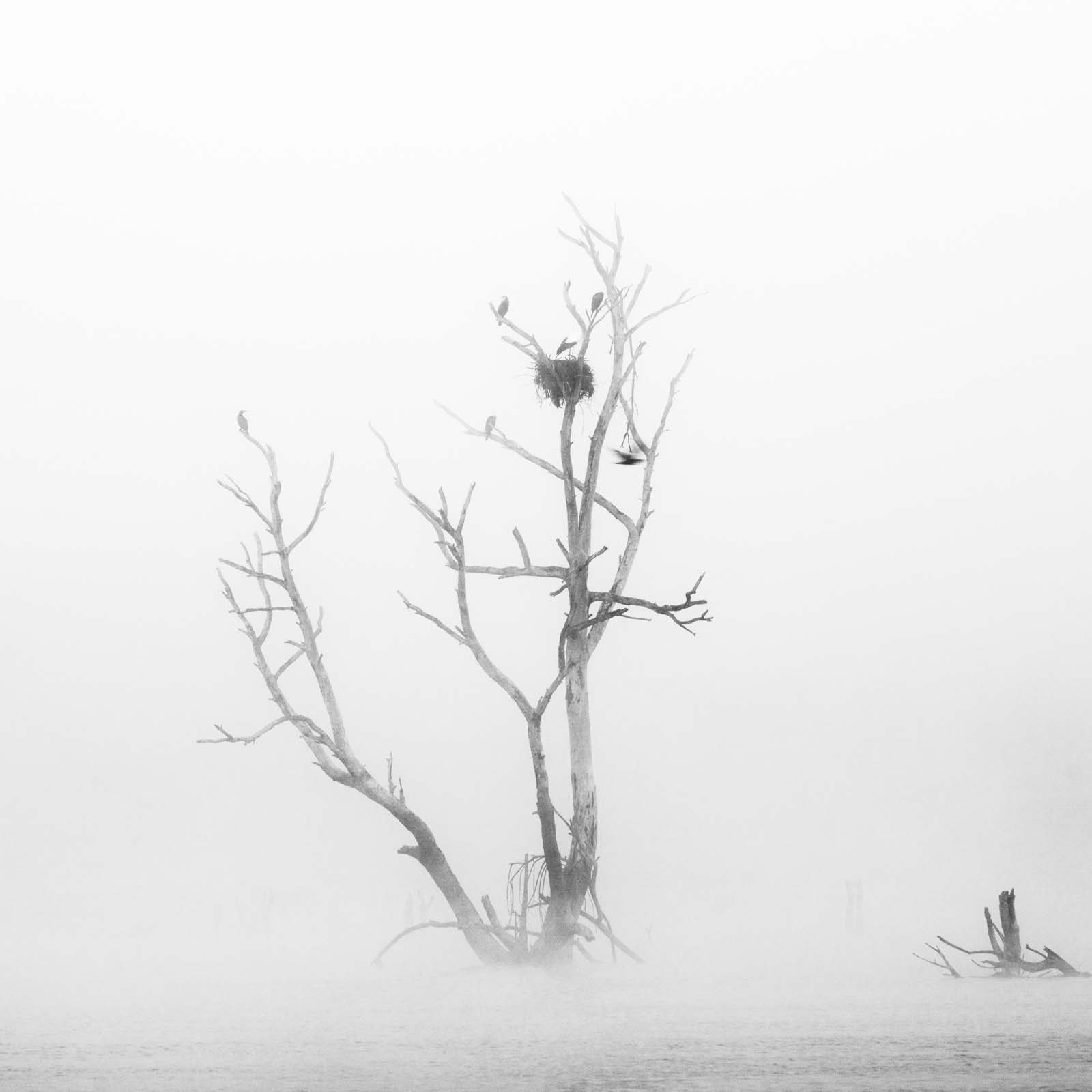 La mística del Río Guadiana bajo una densa niebla