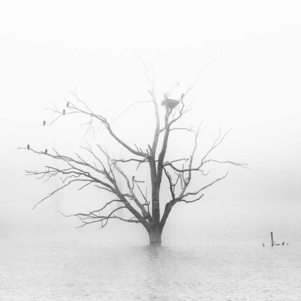 La mística del Río Guadiana bajo una densa niebla