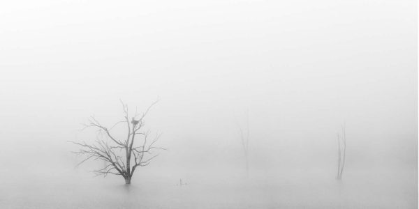 La mística del Río Guadiana bajo una densa niebla