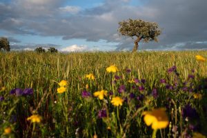 Dehesa extremeña en primavera